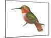 Allen's Hummingbird (Selasphorus Sasin), Birds-Encyclopaedia Britannica-Mounted Poster