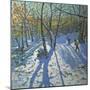 Allestree Park Woods November, 2010-Andrew Macara-Mounted Giclee Print