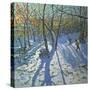 Allestree Park Woods November, 2010-Andrew Macara-Stretched Canvas