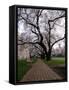 Alley between Benches and Cherry Blooming Trees at University Campus-Dmitri Kotchetov-Framed Stretched Canvas