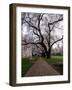 Alley between Benches and Cherry Blooming Trees at University Campus-Dmitri Kotchetov-Framed Photographic Print