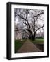 Alley between Benches and Cherry Blooming Trees at University Campus-Dmitri Kotchetov-Framed Photographic Print