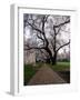 Alley between Benches and Cherry Blooming Trees at University Campus-Dmitri Kotchetov-Framed Photographic Print