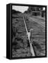 Alley Cat Serenely Walking the Tracks-Walter Sanders-Framed Stretched Canvas