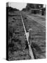 Alley Cat Serenely Walking the Tracks-Walter Sanders-Stretched Canvas