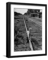 Alley Cat Serenely Walking the Tracks-Walter Sanders-Framed Photographic Print