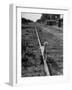 Alley Cat Serenely Walking the Tracks-Walter Sanders-Framed Photographic Print