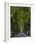 Alley, Island Of Usedom. Germany-Martin Zwick-Framed Photographic Print