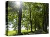 Alley, Island Of Usedom. Germany-Martin Zwick-Stretched Canvas