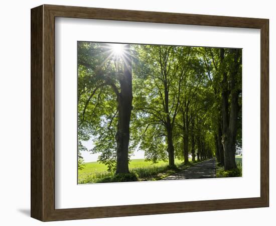 Alley, Island Of Usedom. Germany-Martin Zwick-Framed Photographic Print