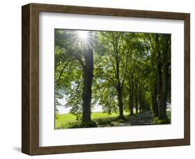 Alley, Island Of Usedom. Germany-Martin Zwick-Framed Photographic Print