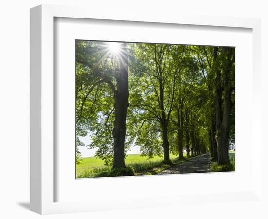 Alley, Island Of Usedom. Germany-Martin Zwick-Framed Photographic Print