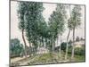 Alley of Poplars Along the Loing, 1892-Alfred Sisley-Mounted Giclee Print