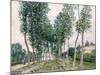 Alley of Poplars Along the Loing, 1892-Alfred Sisley-Mounted Giclee Print