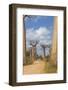 Alley of the Baobabs (Adansonia Grandidieri), Morondava, Madagascar, Africa-Gabrielle and Michel Therin-Weise-Framed Photographic Print