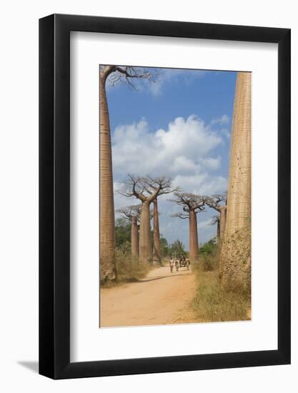 Alley of the Baobabs (Adansonia Grandidieri), Morondava, Madagascar, Africa-Gabrielle and Michel Therin-Weise-Framed Photographic Print