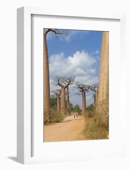 Alley of the Baobabs (Adansonia Grandidieri), Morondava, Madagascar, Africa-Gabrielle and Michel Therin-Weise-Framed Photographic Print