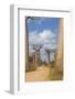 Alley of the Baobabs (Adansonia Grandidieri), Morondava, Madagascar, Africa-Gabrielle and Michel Therin-Weise-Framed Photographic Print