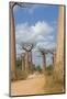 Alley of the Baobabs (Adansonia Grandidieri), Morondava, Madagascar, Africa-Gabrielle and Michel Therin-Weise-Mounted Photographic Print