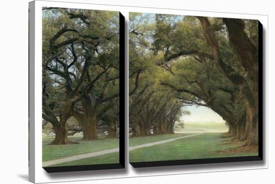 Alley of the Oaks-William Guion-Stretched Canvas