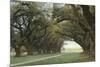 Alley of the Oaks-William Guion-Mounted Art Print
