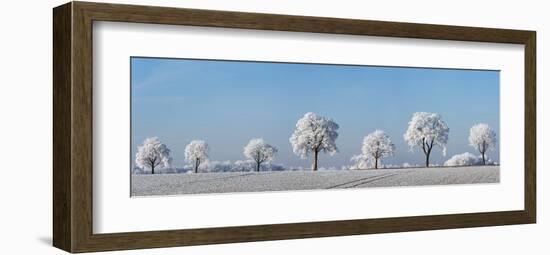 Alley tree with frost, Bavaria, Germany-Frank Krahmer-Framed Art Print