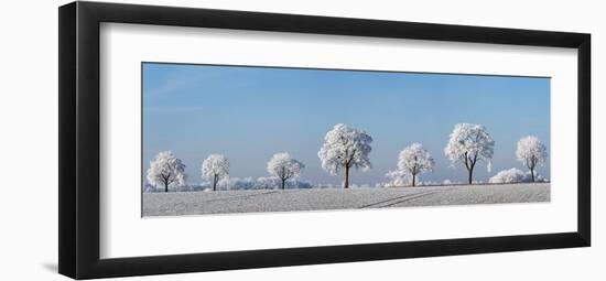 Alley tree with frost, Bavaria, Germany-Frank Krahmer-Framed Art Print