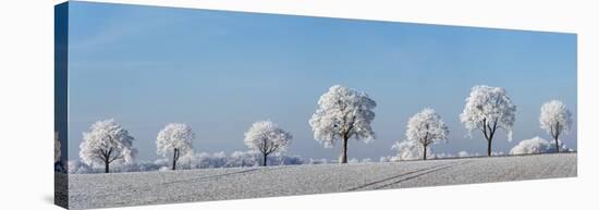 Alley tree with frost, Bavaria, Germany-Frank Krahmer-Stretched Canvas