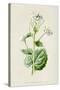 Alliaria Officinalis-F Edward Hulme-Stretched Canvas