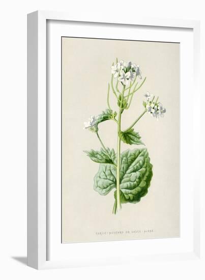 Alliaria Officinalis-F Edward Hulme-Framed Art Print