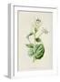 Alliaria Officinalis-F Edward Hulme-Framed Art Print