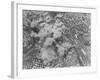 Allied Air Raid on Rome-null-Framed Photographic Print