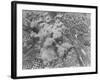 Allied Air Raid on Rome-null-Framed Photographic Print