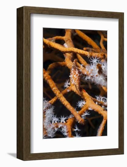 Allied Cowry (Phenacovolva Gracilis), Southern Thailand, Andaman Sea, Indian Ocean, Asia-Andrew Stewart-Framed Photographic Print