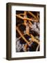 Allied Cowry (Phenacovolva Gracilis), Southern Thailand, Andaman Sea, Indian Ocean, Asia-Andrew Stewart-Framed Photographic Print