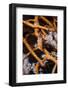 Allied Cowry (Phenacovolva Gracilis), Southern Thailand, Andaman Sea, Indian Ocean, Asia-Andrew Stewart-Framed Photographic Print