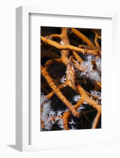 Allied Cowry (Phenacovolva Gracilis), Southern Thailand, Andaman Sea, Indian Ocean, Asia-Andrew Stewart-Framed Photographic Print