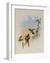 Allied Emerald, Thaumatias Affinis-John Gould-Framed Giclee Print