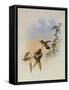 Allied Emerald, Thaumatias Affinis-John Gould-Framed Stretched Canvas