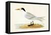 Allied Tern, Illustration from 'A History of the Birds of Europe Not Observed in the British Isles'-English-Framed Stretched Canvas