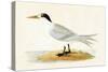 Allied Tern, Illustration from 'A History of the Birds of Europe Not Observed in the British Isles'-English-Stretched Canvas