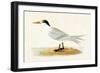 Allied Tern, Illustration from 'A History of the Birds of Europe Not Observed in the British Isles'-English-Framed Giclee Print