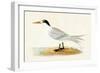 Allied Tern, Illustration from 'A History of the Birds of Europe Not Observed in the British Isles'-English-Framed Giclee Print