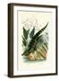 Alligator, 1833-39-null-Framed Giclee Print