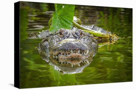 Alligator 2-Dennis Goodman-Stretched Canvas