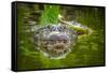 Alligator 2-Dennis Goodman-Framed Stretched Canvas