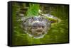 Alligator 2-Dennis Goodman-Framed Stretched Canvas