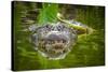 Alligator 2-Dennis Goodman-Stretched Canvas