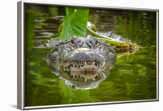 Alligator 2-Dennis Goodman-Framed Photographic Print