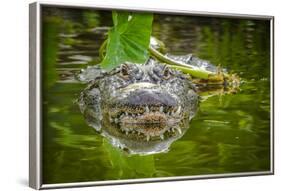 Alligator 2-Dennis Goodman-Framed Photographic Print